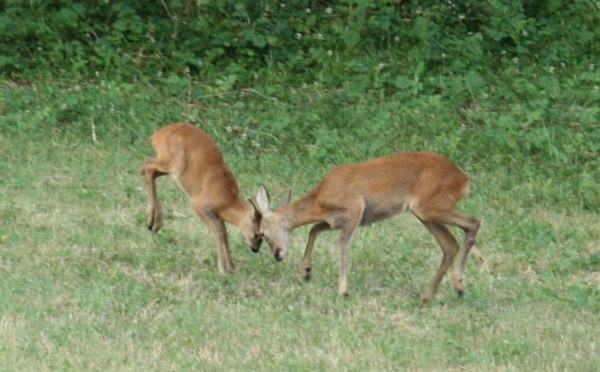 Il Capriolo